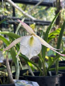 <i>Rhynchobrassoleya</i> Masrani Razak