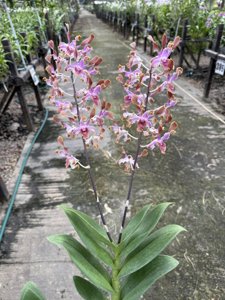 <i>Dendrobium</i> Tweedle Doo