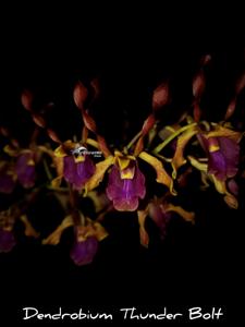 Dendrobium Thunder Bolt