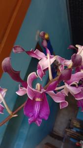 <i>Dendrobium</i> Baturraden Beauty