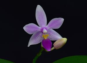 <i>Phalaenopsis</i> Sommerfugl