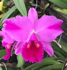 Cattleya Bryan Wheeler