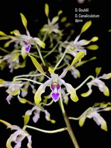 Dendrobium Jaydee Jim