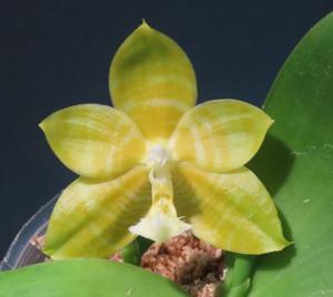 Phalaenopsis Lyndon Gold Ring