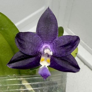 <i>Phalaenopsis</i> Mainshow Pylo