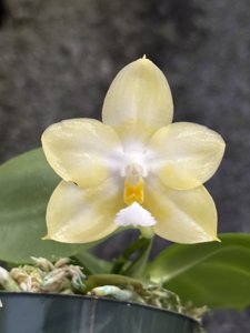 Phalaenopsis Tejas Lover