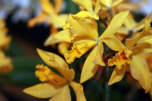 Cattlianthe Ken Battle