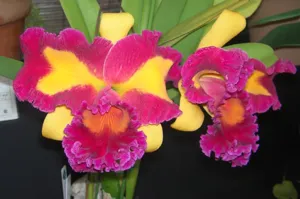 <i>Rhyncholaeliocattleya</i> Chivas