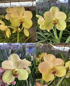 Papilionanda Suwannaphum Limoncello