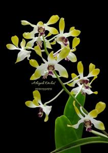 Dendrobium Margaret-Rathi Alfreds