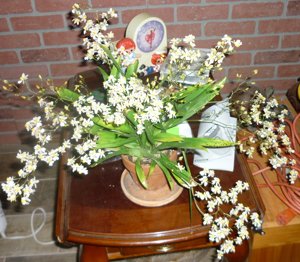 Oncidium Tsiku Marguerite