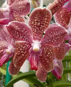 Vanda Shelia's Delight