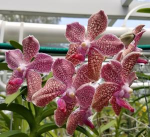 Vanda Shelia's Delight