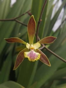 Encyclia Cindy