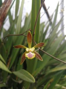 Encyclia Cindy