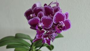 Phalaenopsis Chia E Yenlin