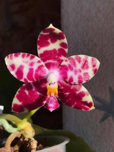 Phalaenopsis KS Super Zebra