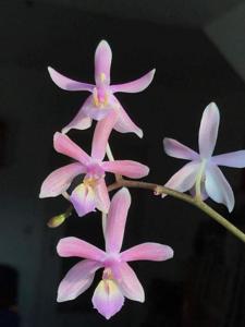 Phalaenopsis Mannosa-lindenii