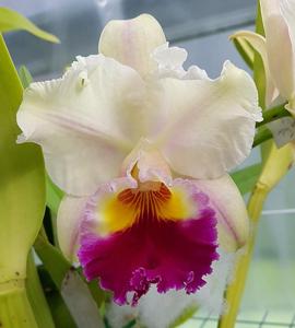 Rhyncholaeliocattleya Glenn Maidment