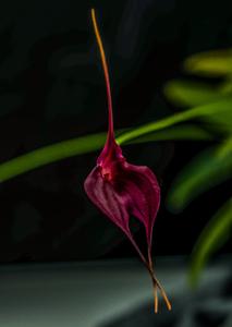 Masdevallia Machu Picchu