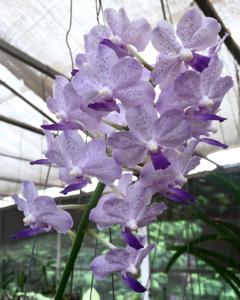 Vandachostylis Brighton Blue