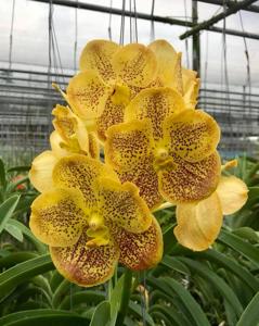 Vanda Varut Leopard