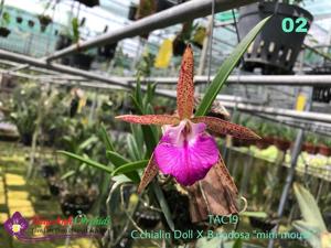 Brassocattleya Loc Hoa Red Sunset