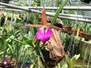 Brassocattleya Loc Hoa Red Sunset