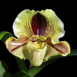 Paphiopedilum Lippewunder