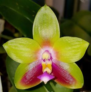 Phalaenopsis Pylo's Dragon Jewel