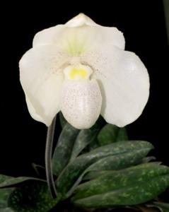 Paphiopedilum Doctor Jack