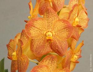 Vanda Painter's Dream