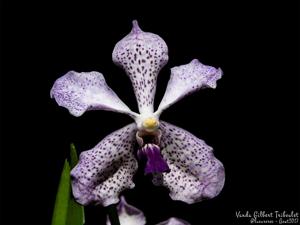 Vanda Gilbert Triboulet