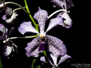 Vanda Gilbert Triboulet