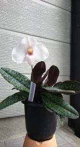 Paphiopedilum Monique