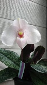 Paphiopedilum Monique