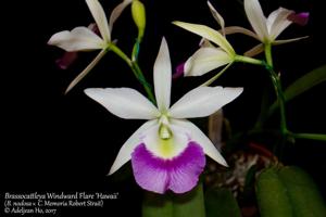 Brassocattleya Windward Flare