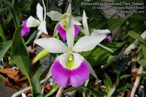 Brassocattleya Windward Flare