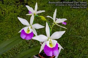 Brassocattleya Windward Flare