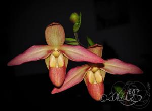 Phragmipedium Eric Young