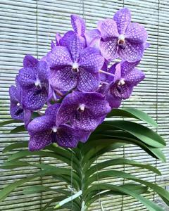 Vanda Rothschildiana