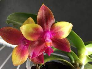 Phalaenopsis Meidarland Kaiulani