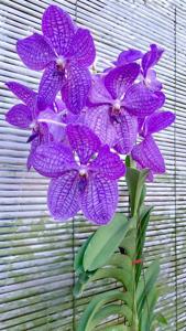 Vanda Rothschildiana