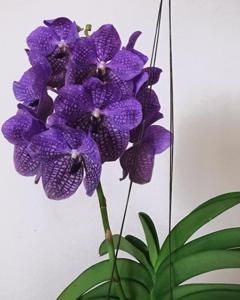 Vanda Rothschildiana