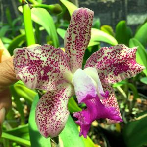 Cattleya Penny Kuroda (Caudebec Gp)