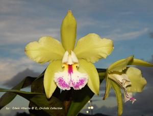 Rhyncholaeliocattleya Tatarown