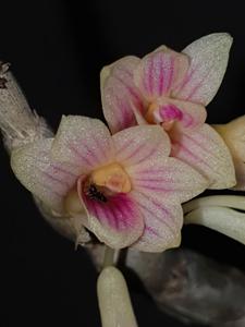 Dendrobium usitae