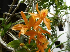 Dendrobium Stardust