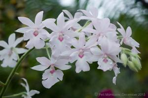 Calanthe veitchii