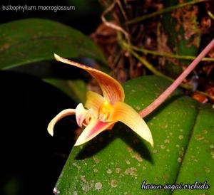 Bulbophyllum microglossum